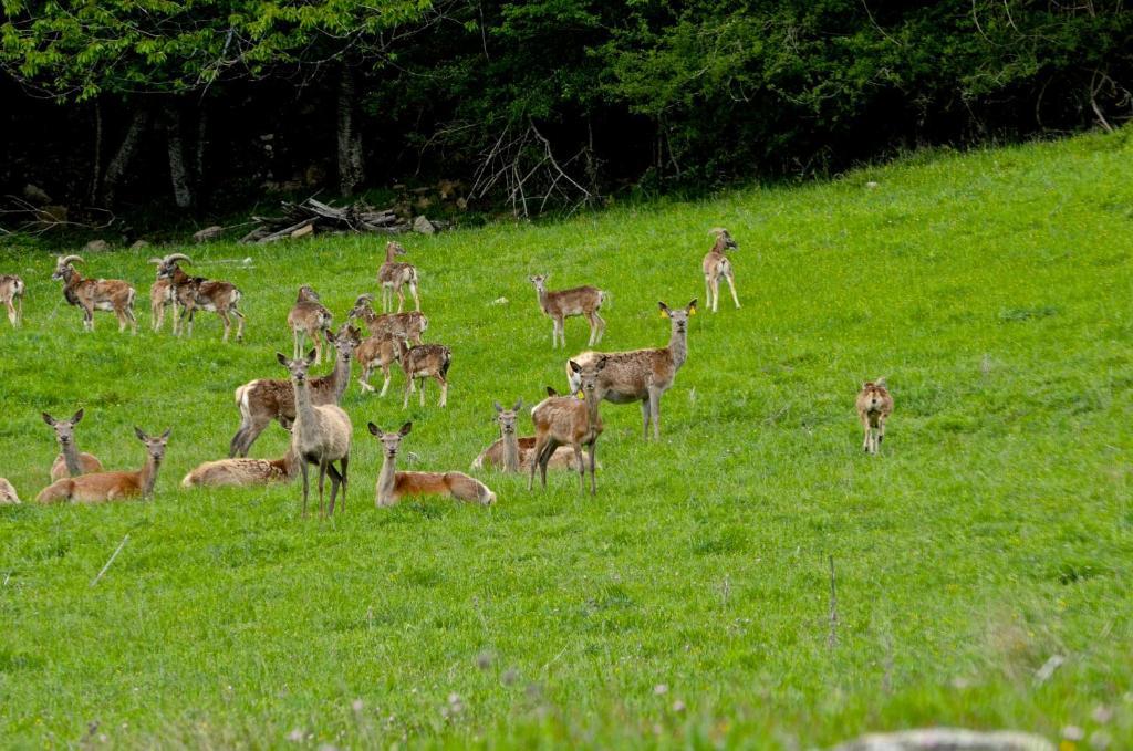 Вилла Agriturismo Il Passeggere Bruscoli Экстерьер фото